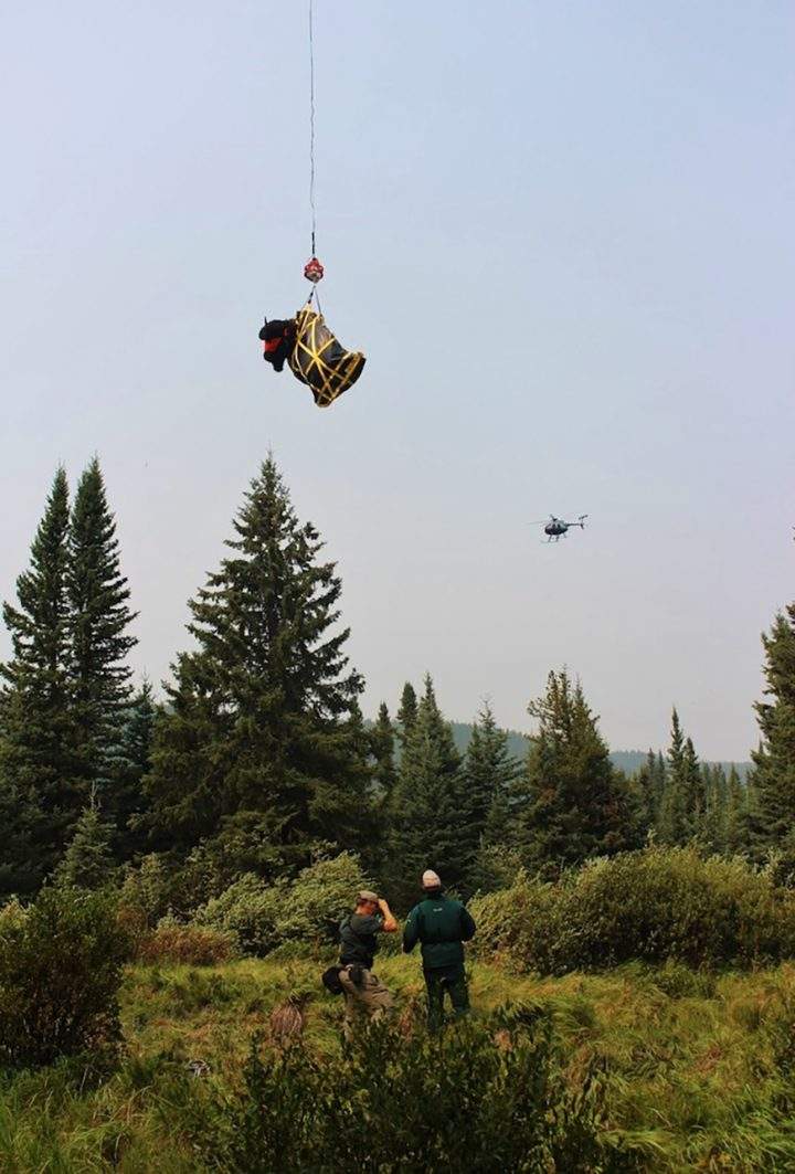 The immobilized bison bull was slung by helicopter as part of the capture and relocation operation. This bull was later transported to Waterton Lakes National Park.