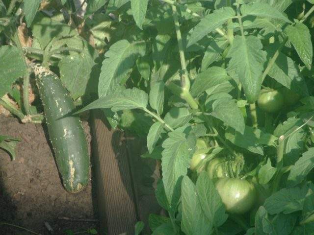 Hamilton's Neighbour2Neighbour is putting out a special appeal to backyard gardeners as the food bank faces a traditional summer slowdown in donations.
