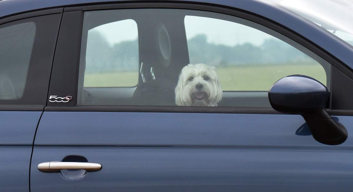 Officers say they've received 18 calls this summer about animals – specifically dogs – being left in vehicles.