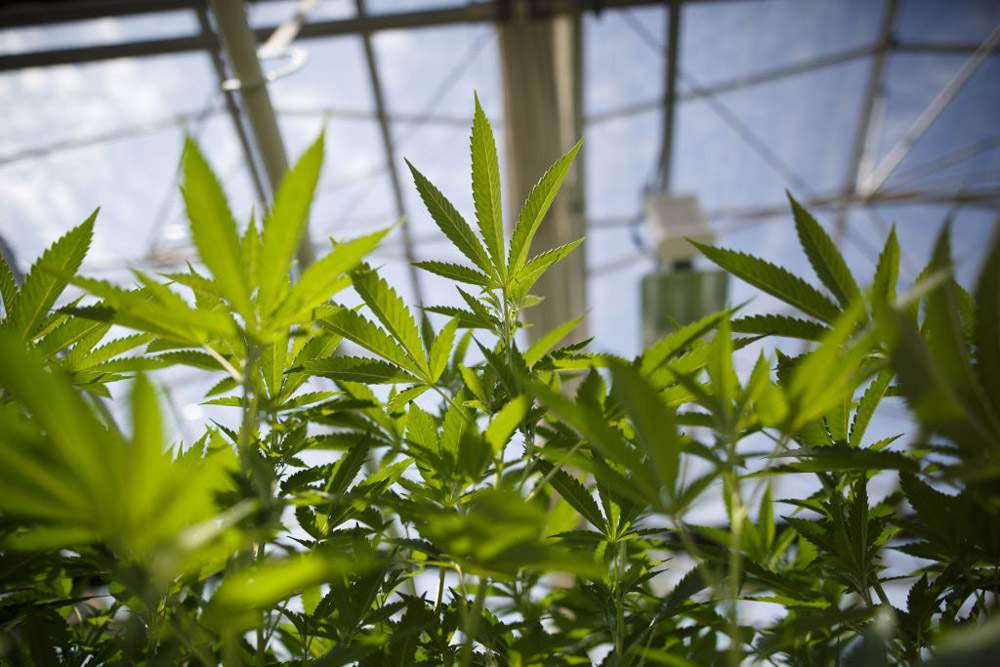 Cannabis plants grow in a greenhouse at the CannTrust Holding Inc. Niagara Perpetual Harvest facility in Pelham, Ont., on July 11, 2018. 
