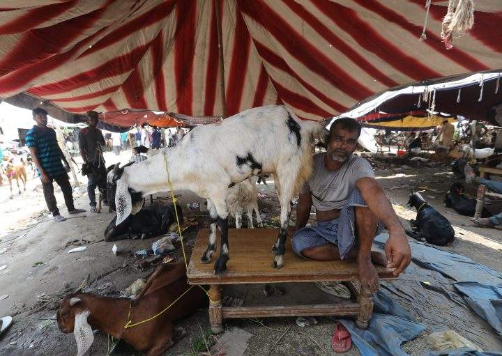 A vendor sits near goats displayed for sale at a market ahead of the Eid al-Adha celebrations near the Jama Mosque in the Old Quarters of Delhi, India, 21 August 2018.