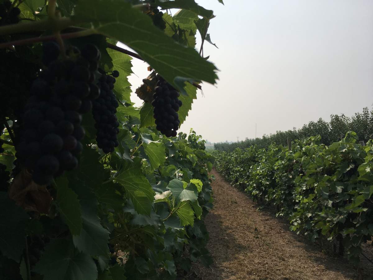 A hazy and smoke-filled sky in the Okanagan during the summer of 2018.