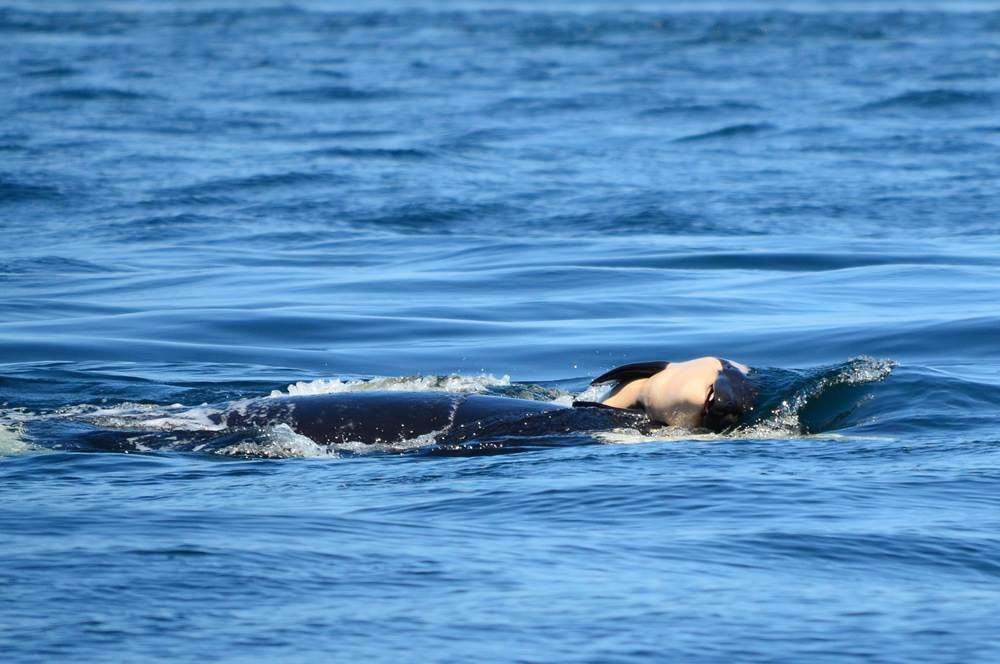J-35 pushes her dead calf in the waters off B.C.'s coast. The orca has been keeping the deceased baby afloat for more than two weeks. 