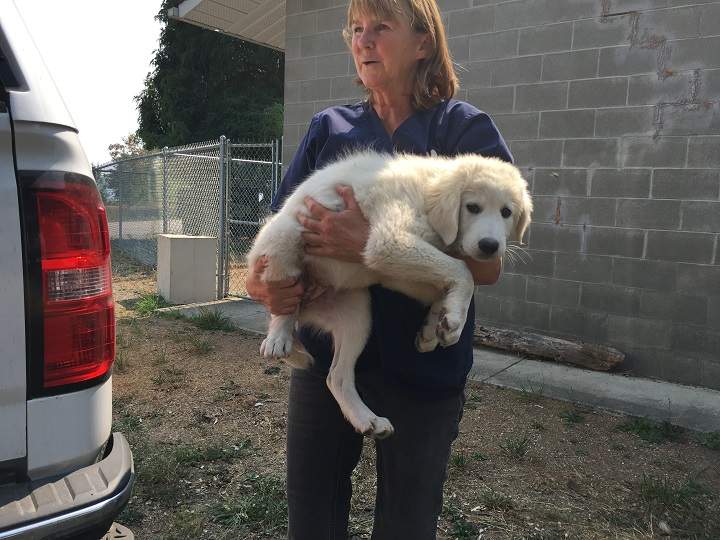 The five puppies that were reportedly rescued by firefighters on Saturday evening are approximately 12 weeks old.
