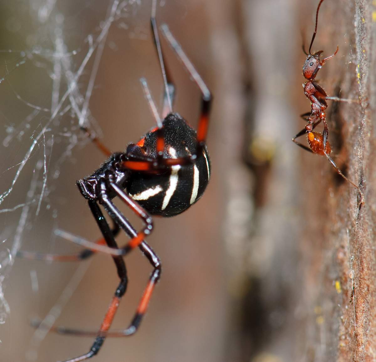 The northern black widow spider has been spotted in Montreal, indicating an increase in its northern range.  (Photo credit: Marshal Hedin).