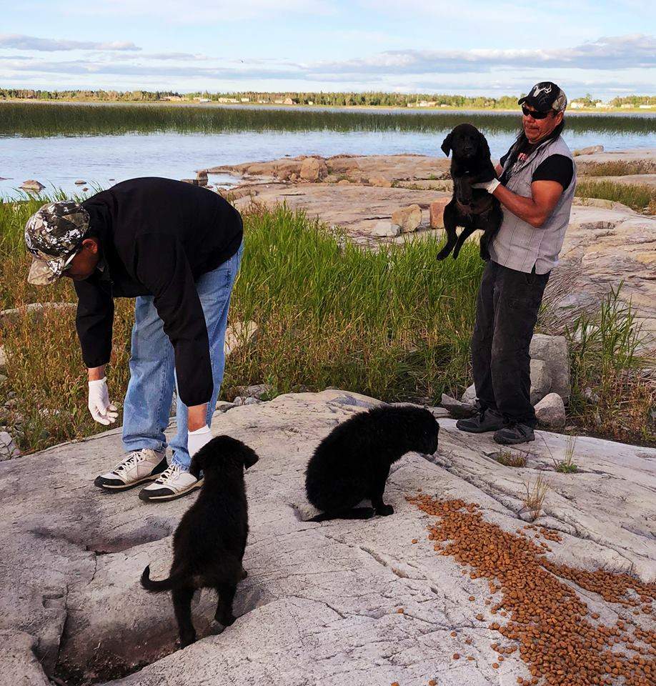 Two fisherman found the puppies stranded on a rocky island.