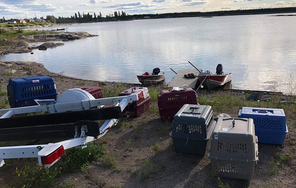 Kennels await the puppies when they’re ready to travel.