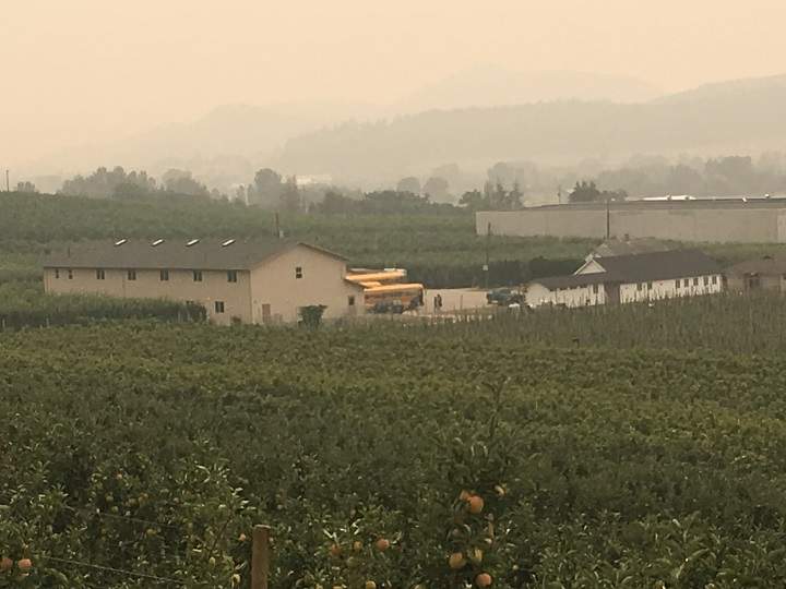 An orchard in the Okanagan near Kelowna in August 2018.