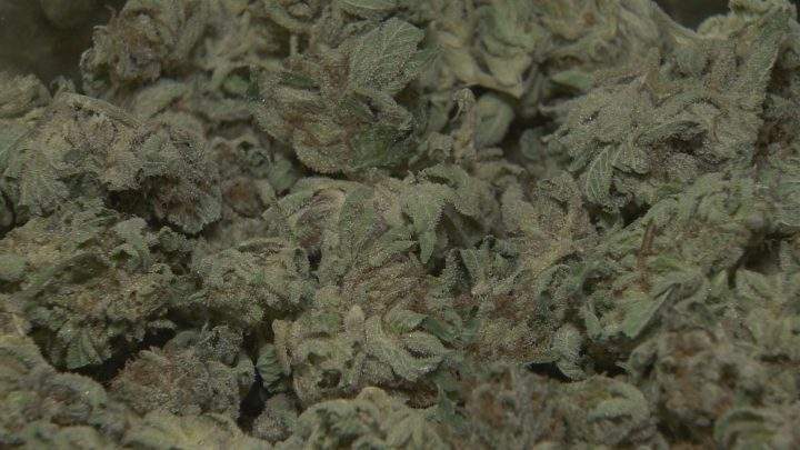 Saskatchewan’s marijuana hiring spree: can you get a job with a criminal record? - image