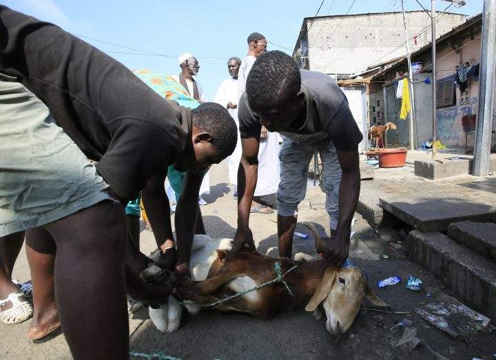 Ivory Coast Muslims prepare to slaughter a sacrificial sheep in front of a mosque on the first day of the Muslim festival of Eid-al- Adha in Abidjan, Ivory Coast, 21 August 2018.