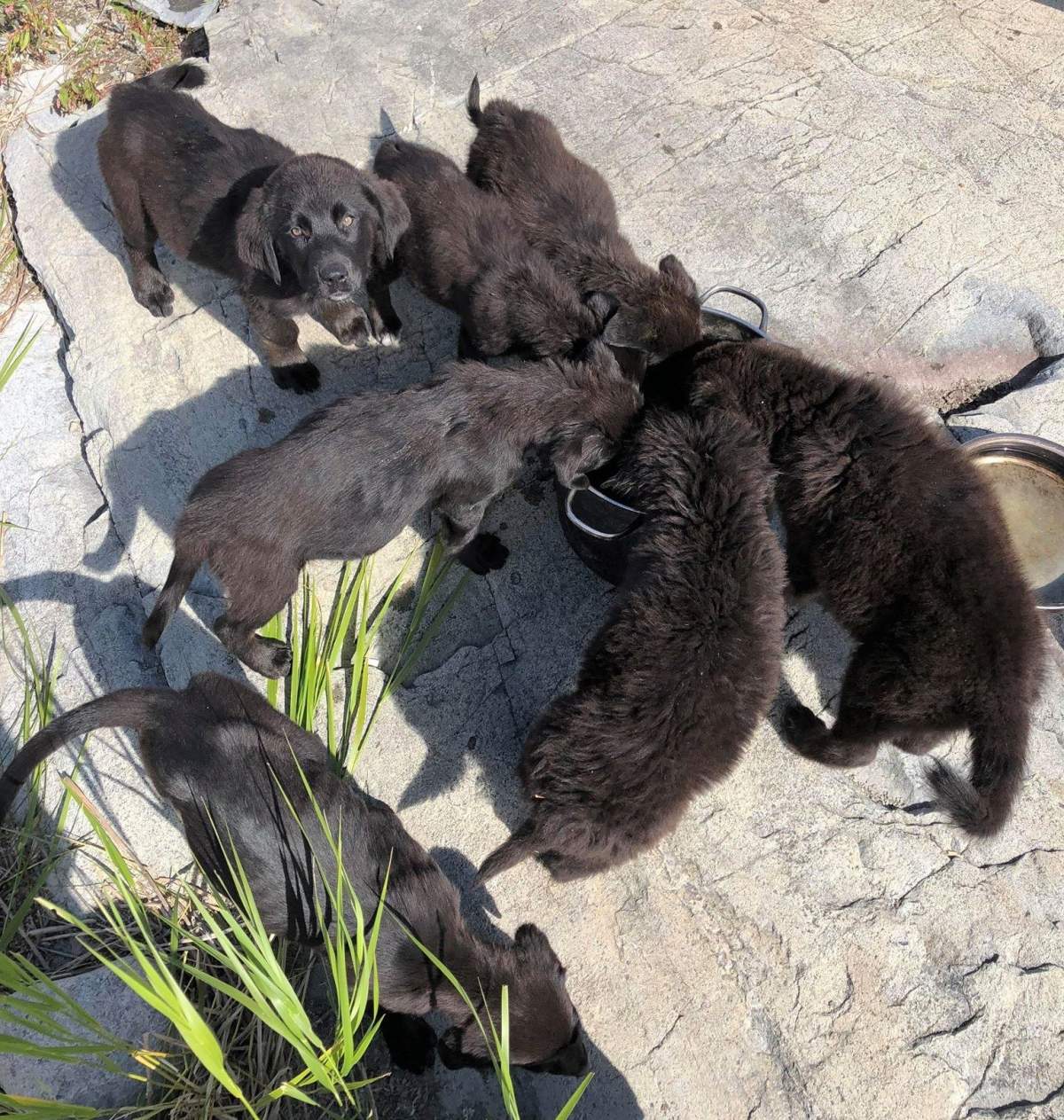 Puppies that were stranded on an island in northern Manitoba, are shown in a handout photo.