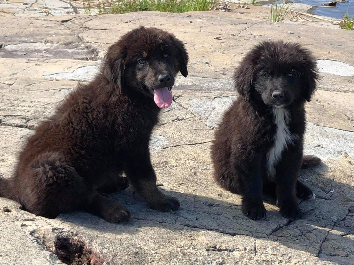 Skipper (left) and Gilligan, two of the puppies that were stranded on an island in northern Manitoba, are shown in a handout photo.