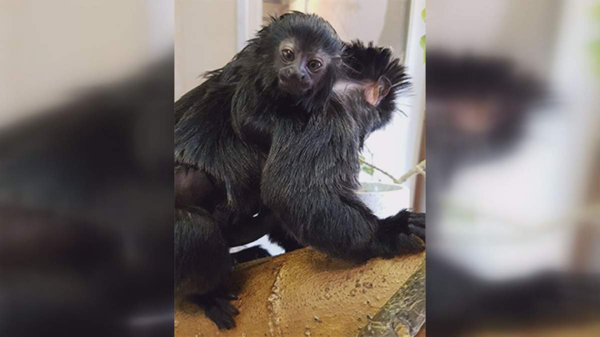 The newest Goeldi monkey at the Saskatoon zoo has been named Calli after an online vote.