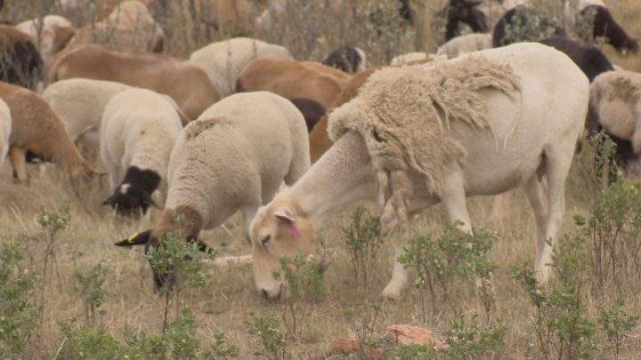 Sheep are eating grass and shrubs to help manage the northeast swale.