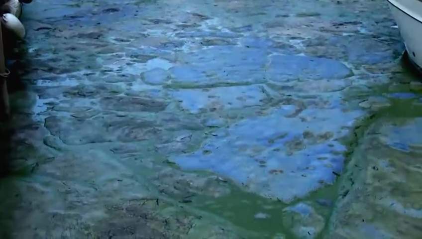 Blue-green algae blooms have been found in a number of lakes in Nova Scotia.