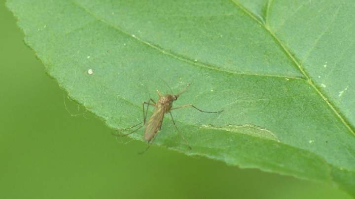 Winnipeg entomologist Taz Stuart says you should still wear bug repellent despite low mosquito count.