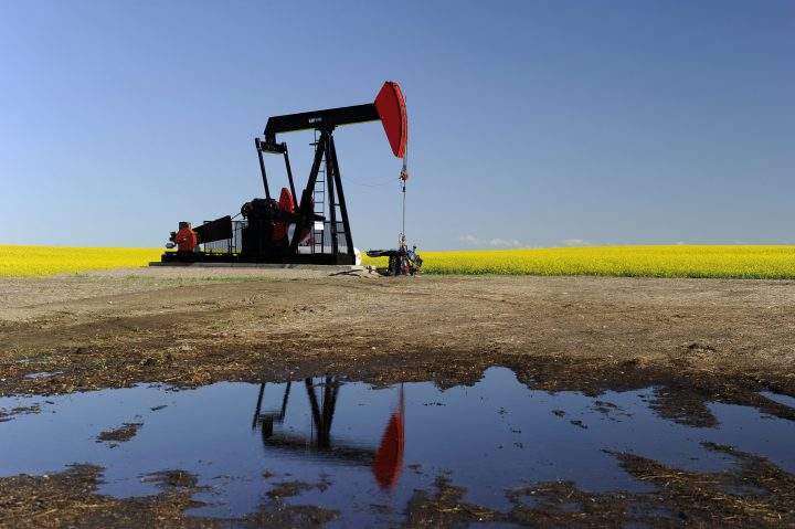 An oilfield pumpjack, owned by Husky Oil, works pumping crude oil beside a field of blooming canola near Vulcan, Alberta.