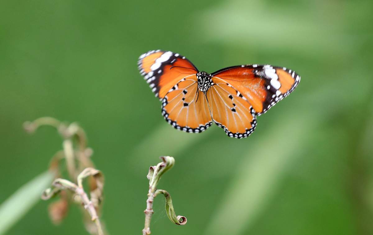 A Common Tiger (Danaus genutia) butterfly flies away after a brief spell of rain in New Delhi, India` 27 August 2018.