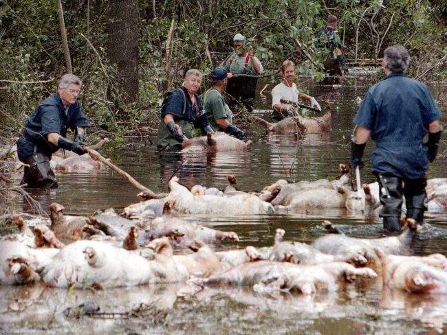 In this Sept. 24, 1999 file photo, farm workers float a group of dead pigs down a flooded road on Rabon Maready’s farm near Beulaville, N.C. The heavy rain expected from Hurricane Florence could flood hog manure pits and other industrial sites in North Carolina, creating a noxious witches’ brew of waste.
