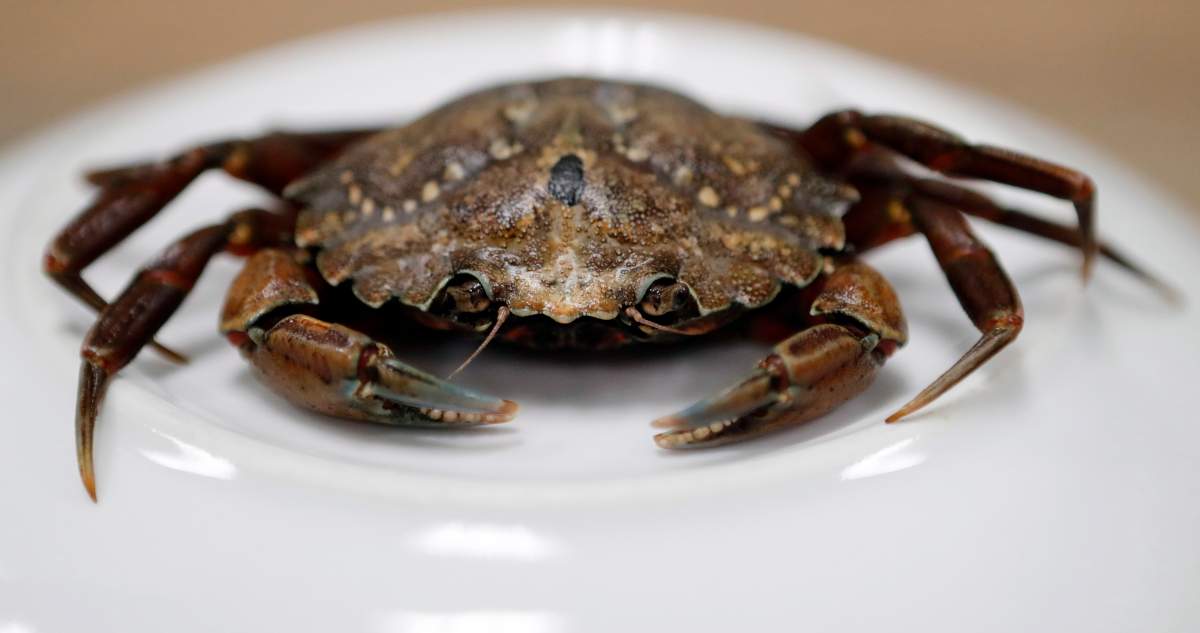 FILE – This June 6, 2018, file photo shows a green crab in Portland, Maine. A University of New England researcher said green crabs migrating from Nova Scotia are ornerier and angrier than their Gulf of Maine cousins. (AP Photos/Robert F. Bukaty, File)