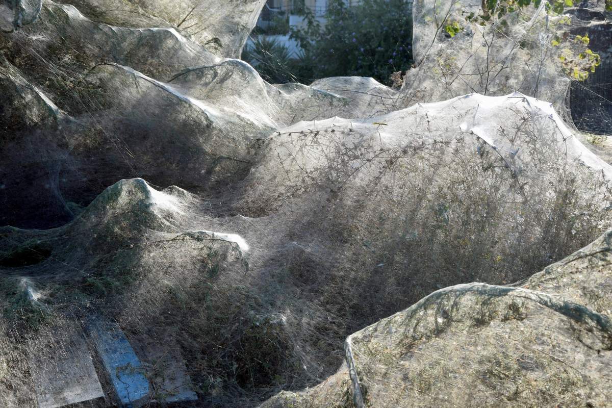 A huge cobweb covers the vegetation along the coast of Aitoliko, about 250 km west of Athens, Greece, 18 September 2018 (issued 19 September 2019).
