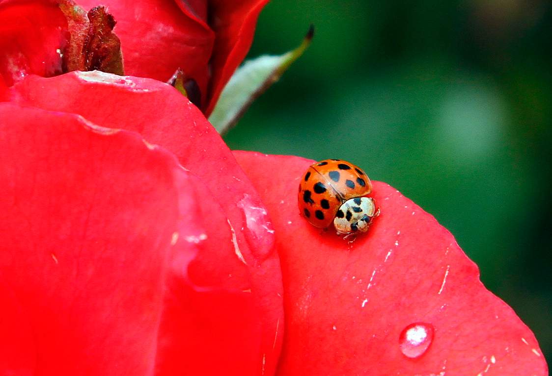 In this May 26, 2010 file photo, a Coccinellidae, more commonly known as a ladybug or ladybird beetle, rests on the petals of a rose in Portland, Ore.