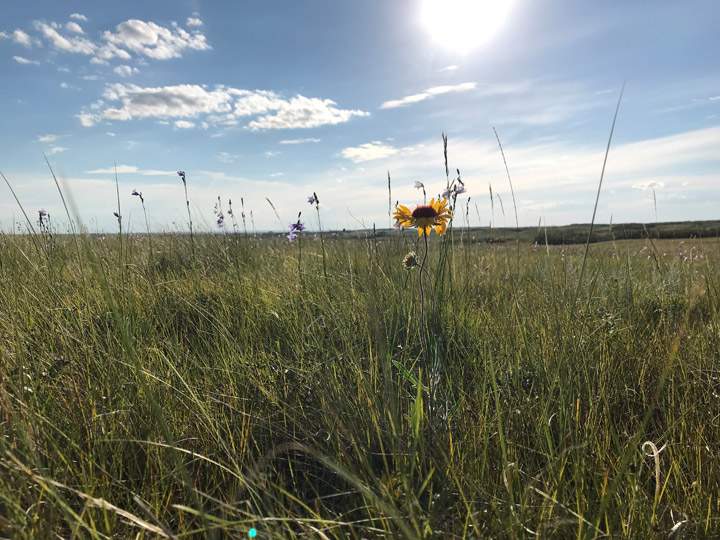 Danyle Holmes took the Sept. 30 Your Saskatchewan photo in Borden.