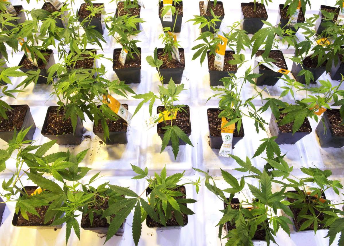 Cannabis seedlings at the new Aurora Cannabis grow facility are seen in Montreal, Friday, Nov. 24, 2017. THE CANADIAN PRESS/Ryan Remiorz.