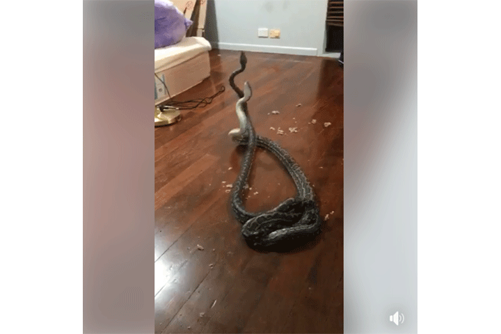 Fighting snakes fall through ceiling into bedroom of family’s Australia home - image