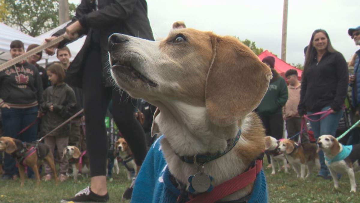 Beagle Mania 2018.