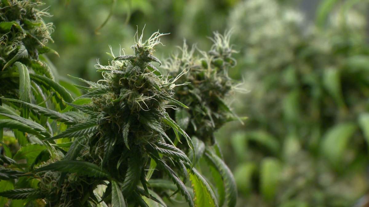 Dementia was chosen by the U of S as one area of focus for cannabis clinical studies due to the impact on an aging population.