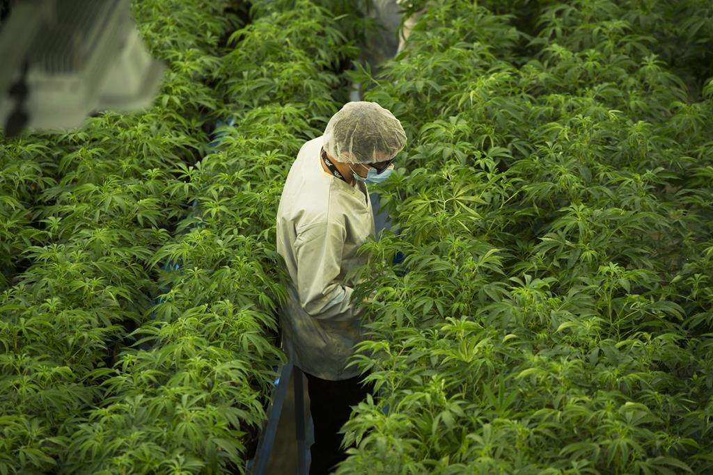 Staff work in a marijuana grow room at Canopy Growths Tweed facility in Smiths Falls, Ont.