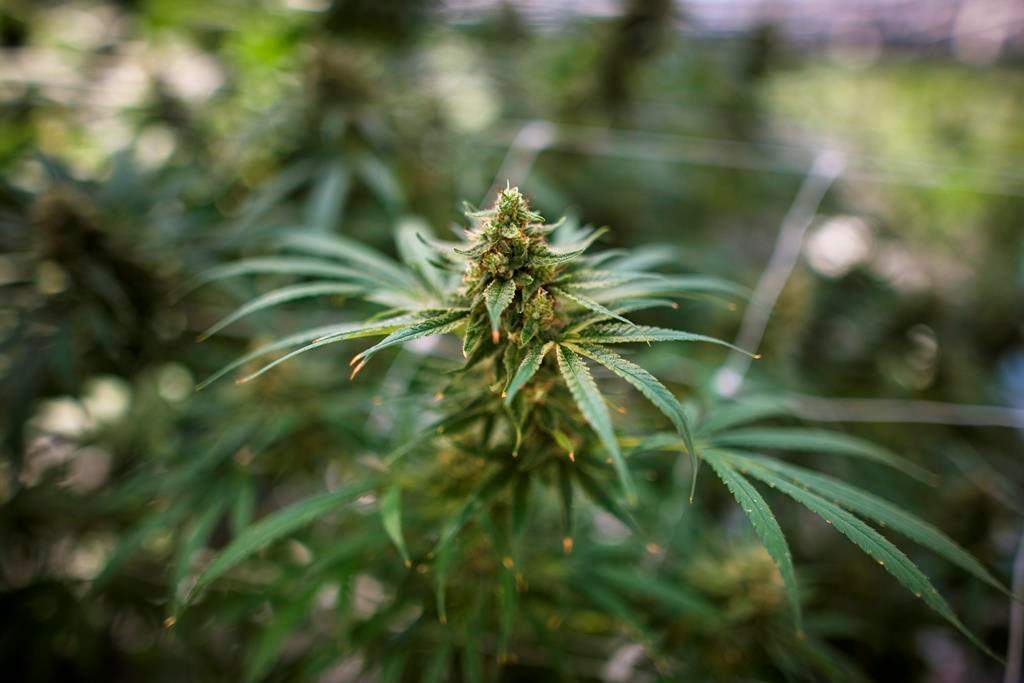 A cannabis plant approaching maturity is photographed at the CannTrust Niagara Greenhouse Facility during the grand opening event in Fenwick, Ont., on Tuesday, June 26, 2018.