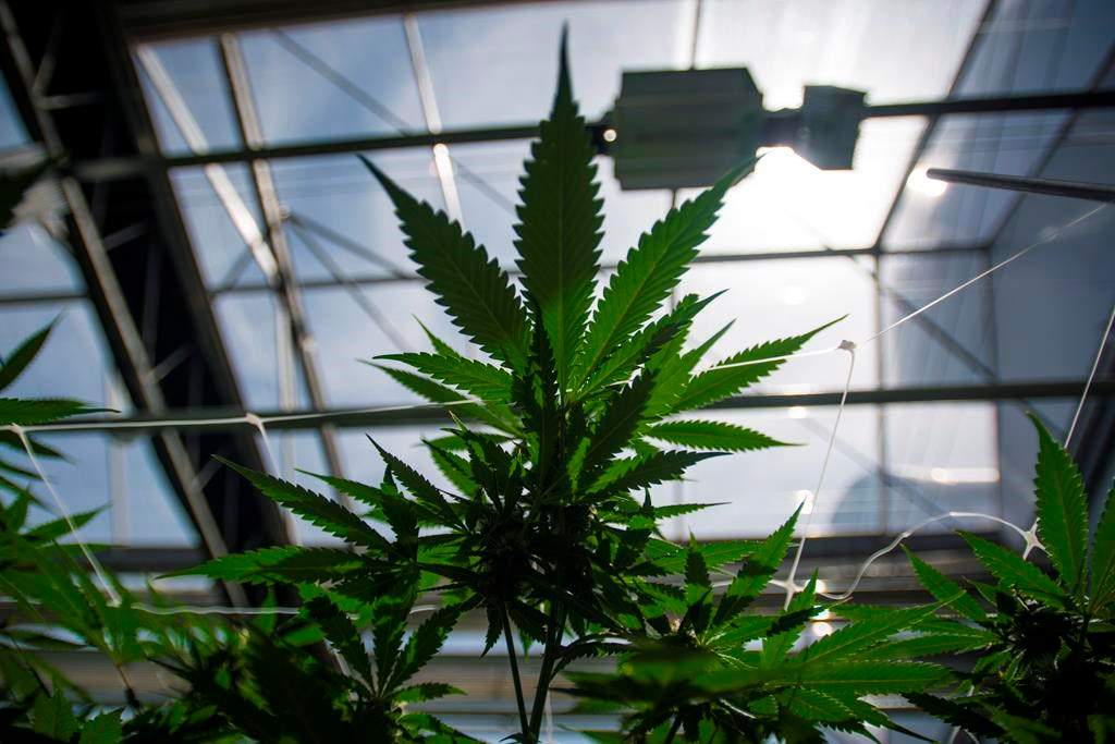 Clayton Hannah says he used cannabis oil to treat his incurable cancer, and it cost him a job.