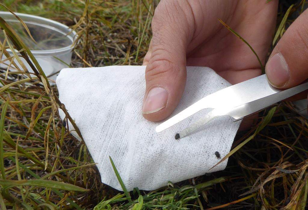 Weevils are released into Banff National Park on Friday, Sept. 21, 2018 in this handout photo.