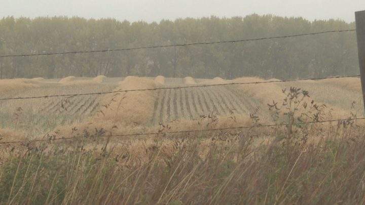 Some farmers are worried as harvest progress slows down across Alberta due to cold weather and high precipitation.