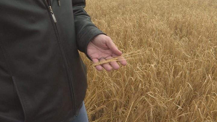 Some farmers are worried as harvest progress slows down across Alberta due to cold weather and high precipitation.