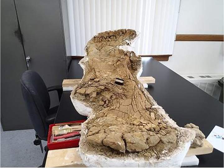 Dinosaur fossils discovered in Saskatchewan - image