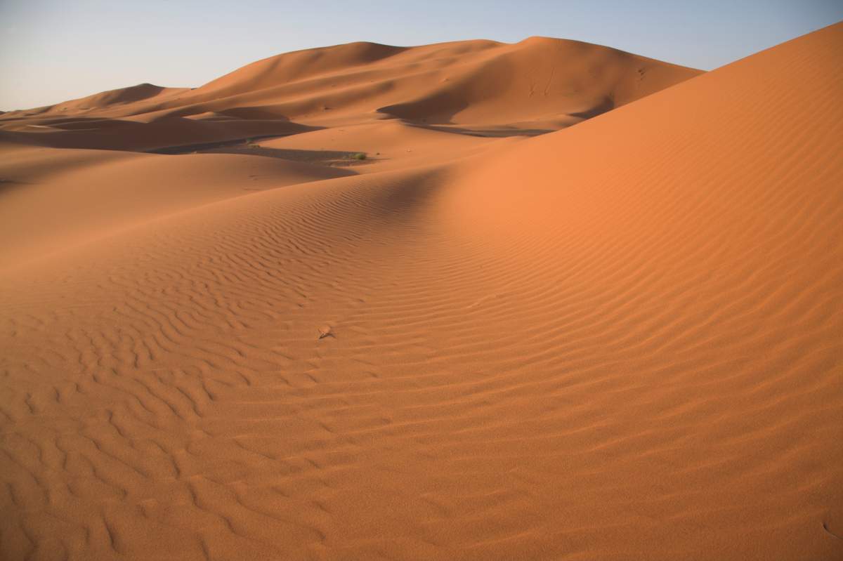 Camel trekking through the sand dunes of the Sahara desert near Merzouga, Morocco.