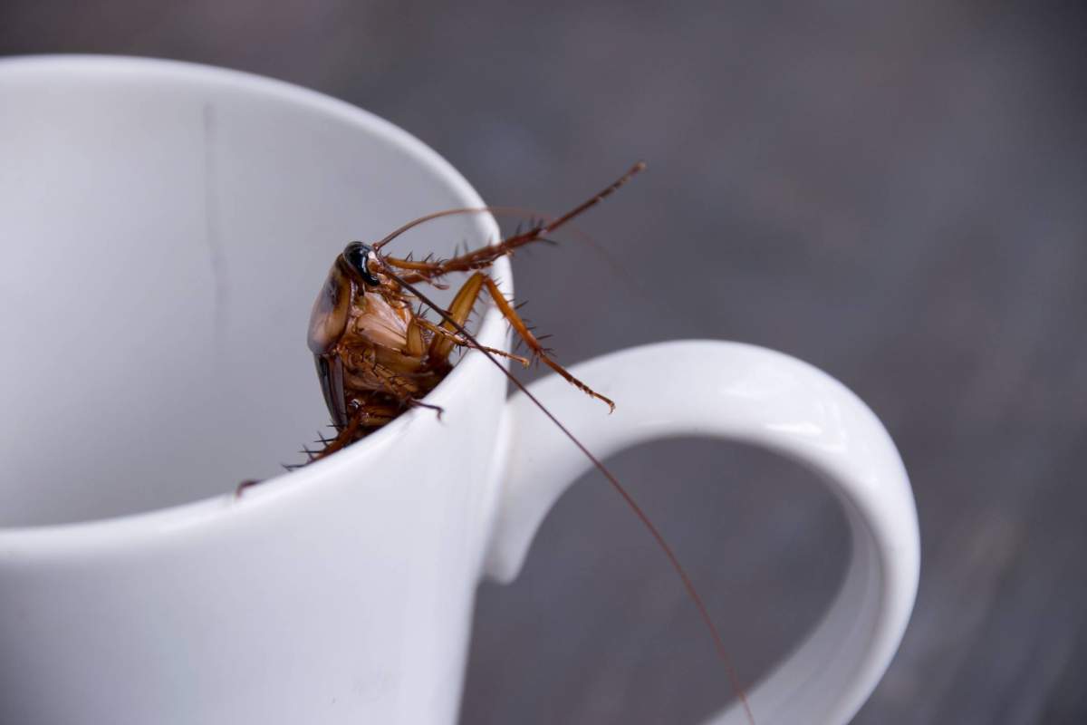 Rebecca says her apartment is infested with cockroaches.
