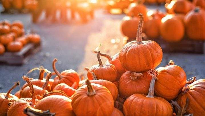On the eve of Halloween, it's becoming tougher to find pumpkins for sale in Saskatchewan.