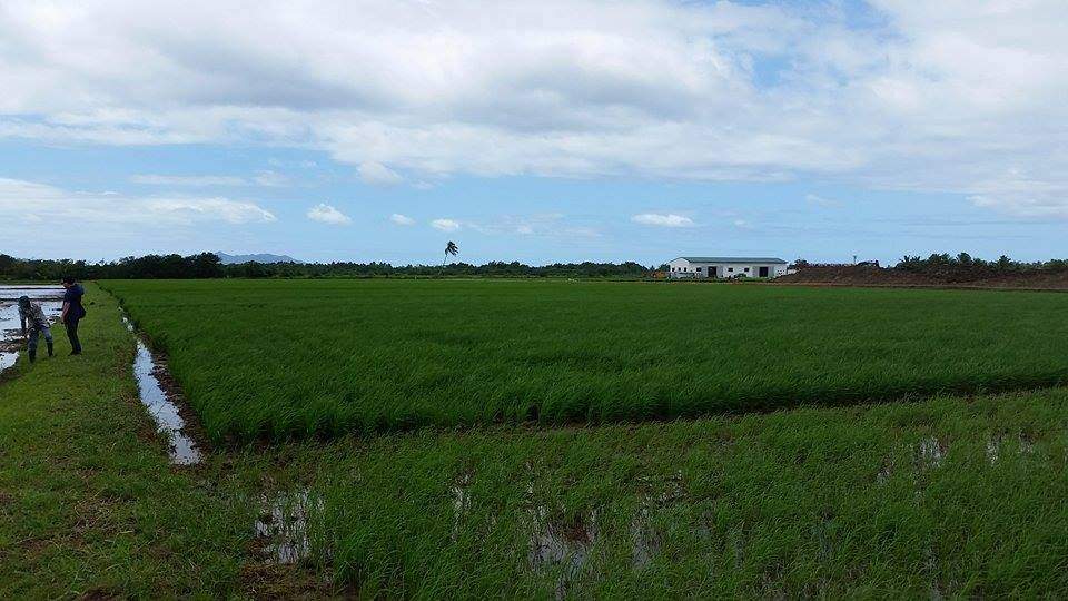 The Grace Road Church’s early farm operations are shown in Fiji in December 2014.