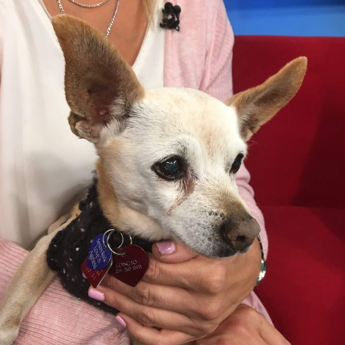 Chaqueta is looking for her next home.