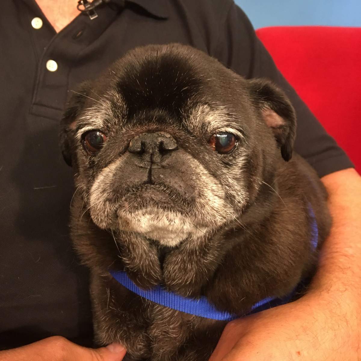 Pudgie is looking for his fellow couch potato.