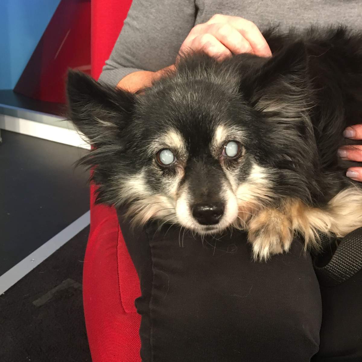 Jaylo is looking for a new home to roam around in.
