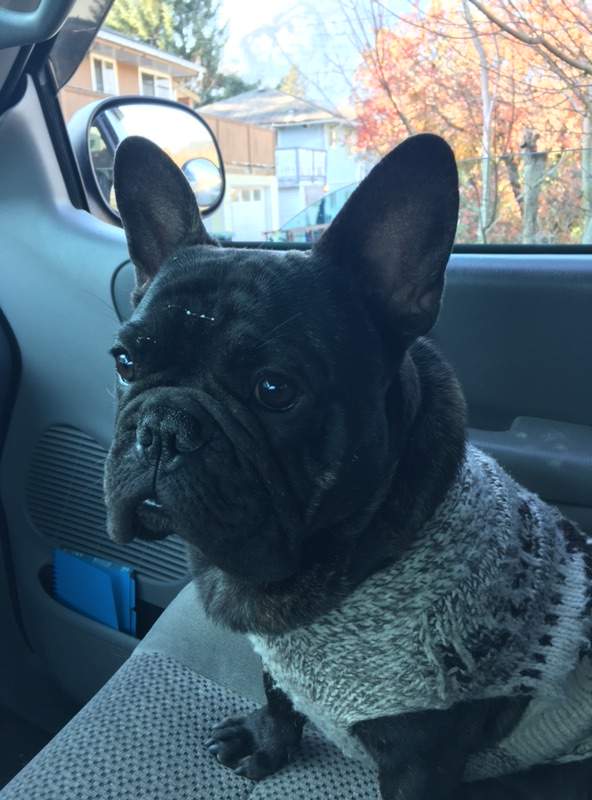 Veterinarians say it’s not uncommon for pets to suffocate on plastic bags.