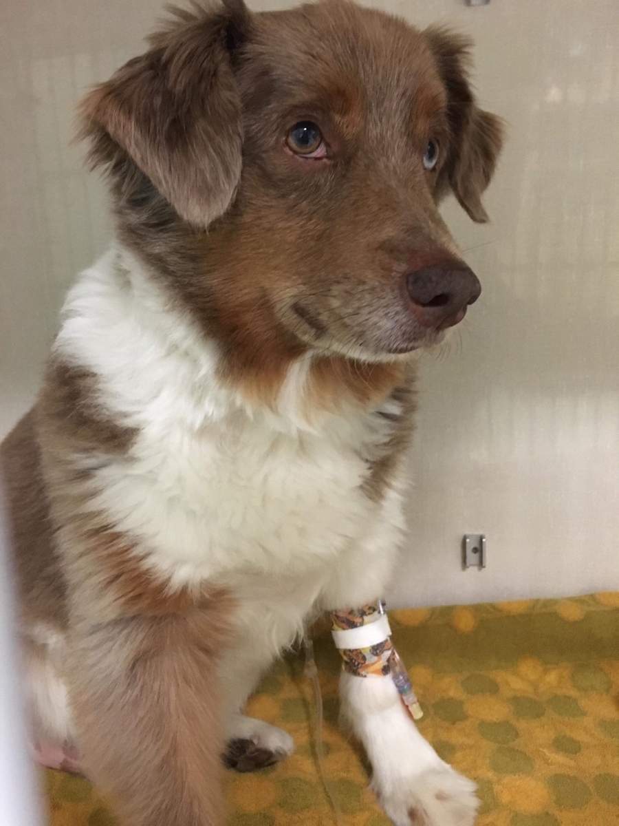 Veterinarians hooked Hutch up to an IV to help him recover.