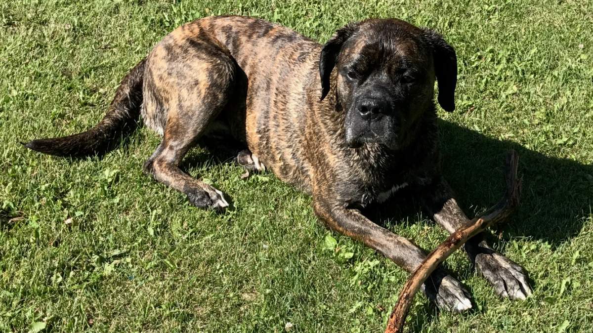 A dog was stabbed in a north-end backyard on Friday night. 