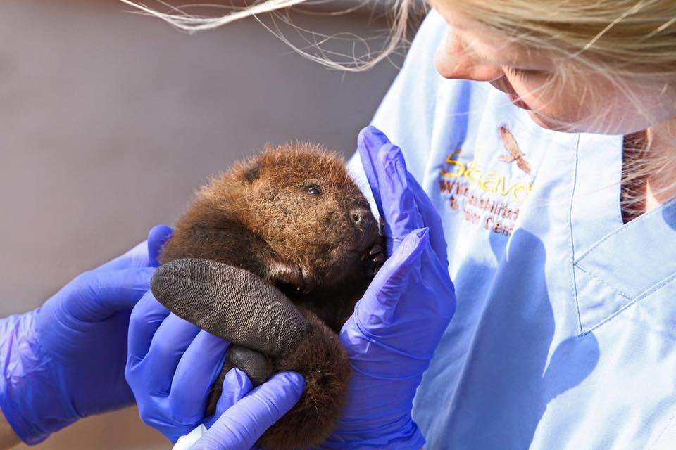 A beaver kit is held by a worker at Salthaven. The animal is just one of more than 1,500 critters Salthaven says it admits into its care every year.