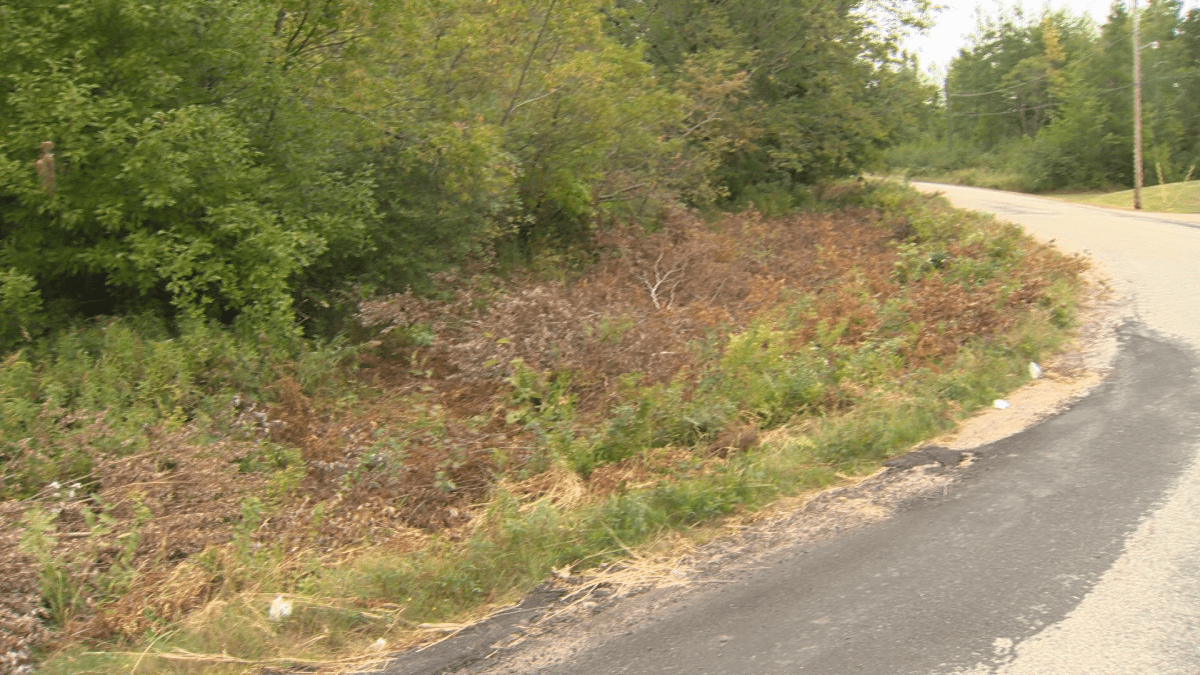 Taylor says residents have cut down some growth themselves near an intersection in the area.